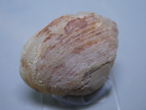 Opalised Brachiopods.