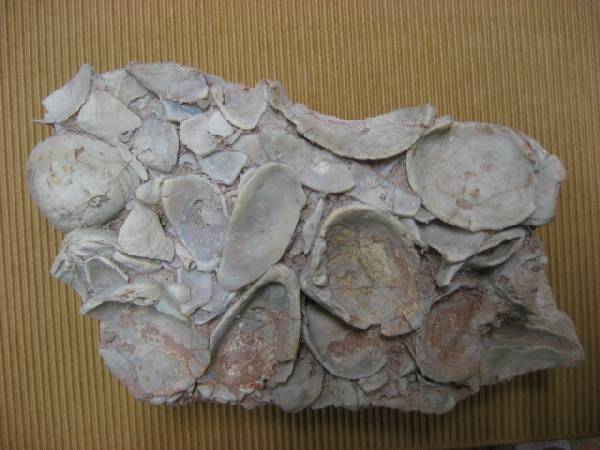 Opalised Brachiopods.