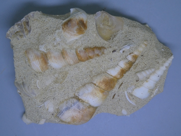 Turitella.