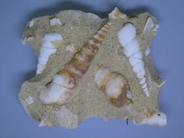 Turitella.