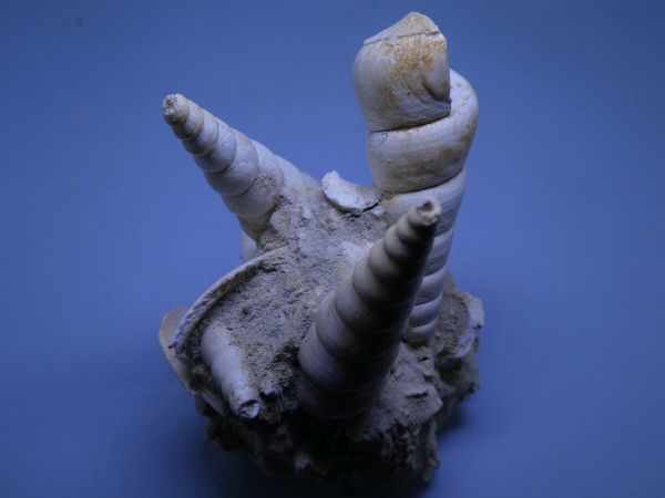 Turitella.
