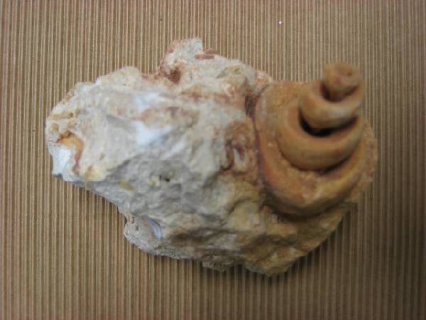 Turitella.