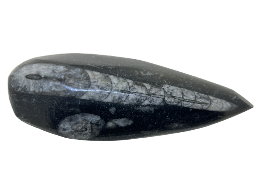  Polished Orthoceras.