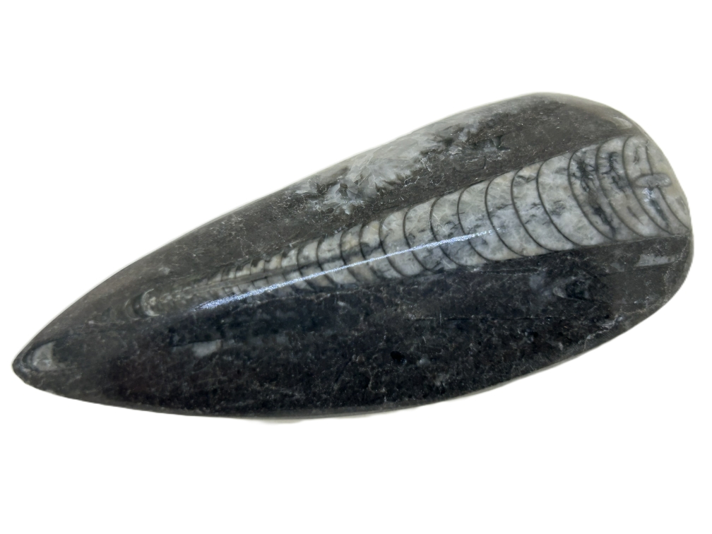  Polished Orthoceras.