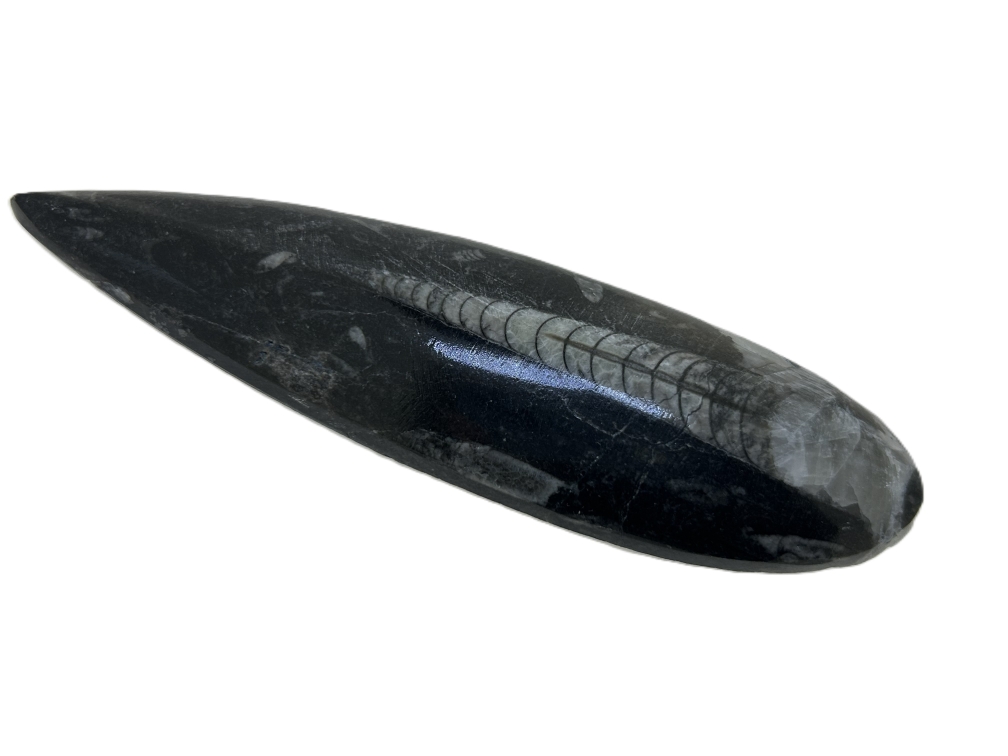 Polished Orthoceras.