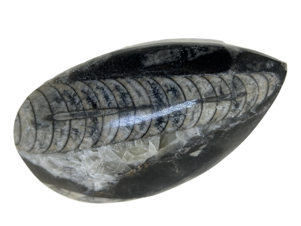  Polished Orthoceras.