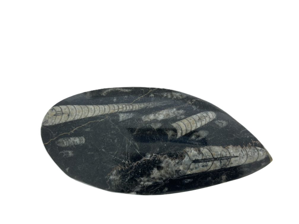  Polished Orthoceras.