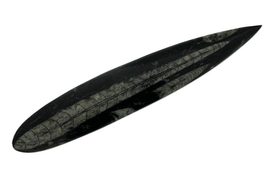  Polished Orthoceras.