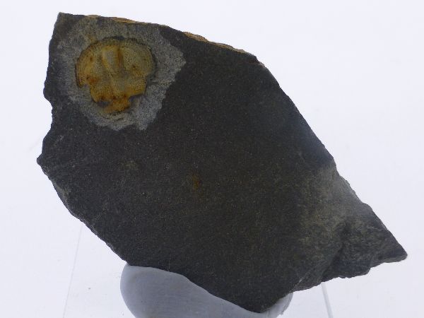 Bettonolithus chamberlaini.