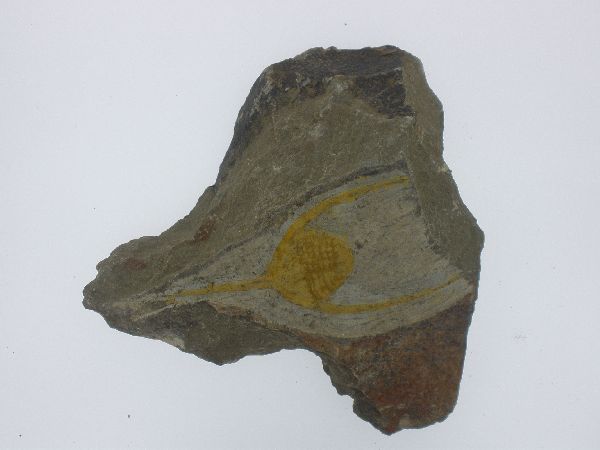 Lonchodomas (Ampyx).