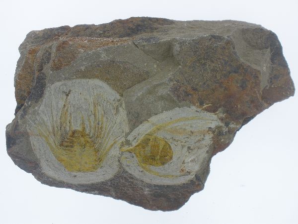 Lonchodomas (Ampyx).