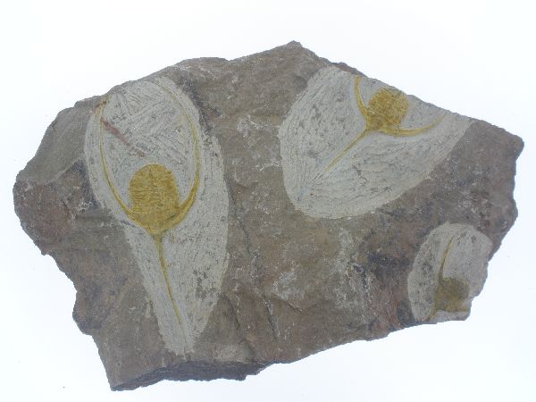 Lonchodomas (Ampyx).