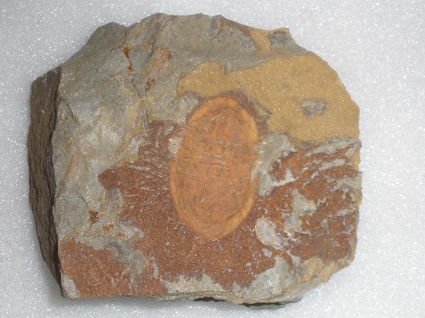 Asaphellus tataensis.