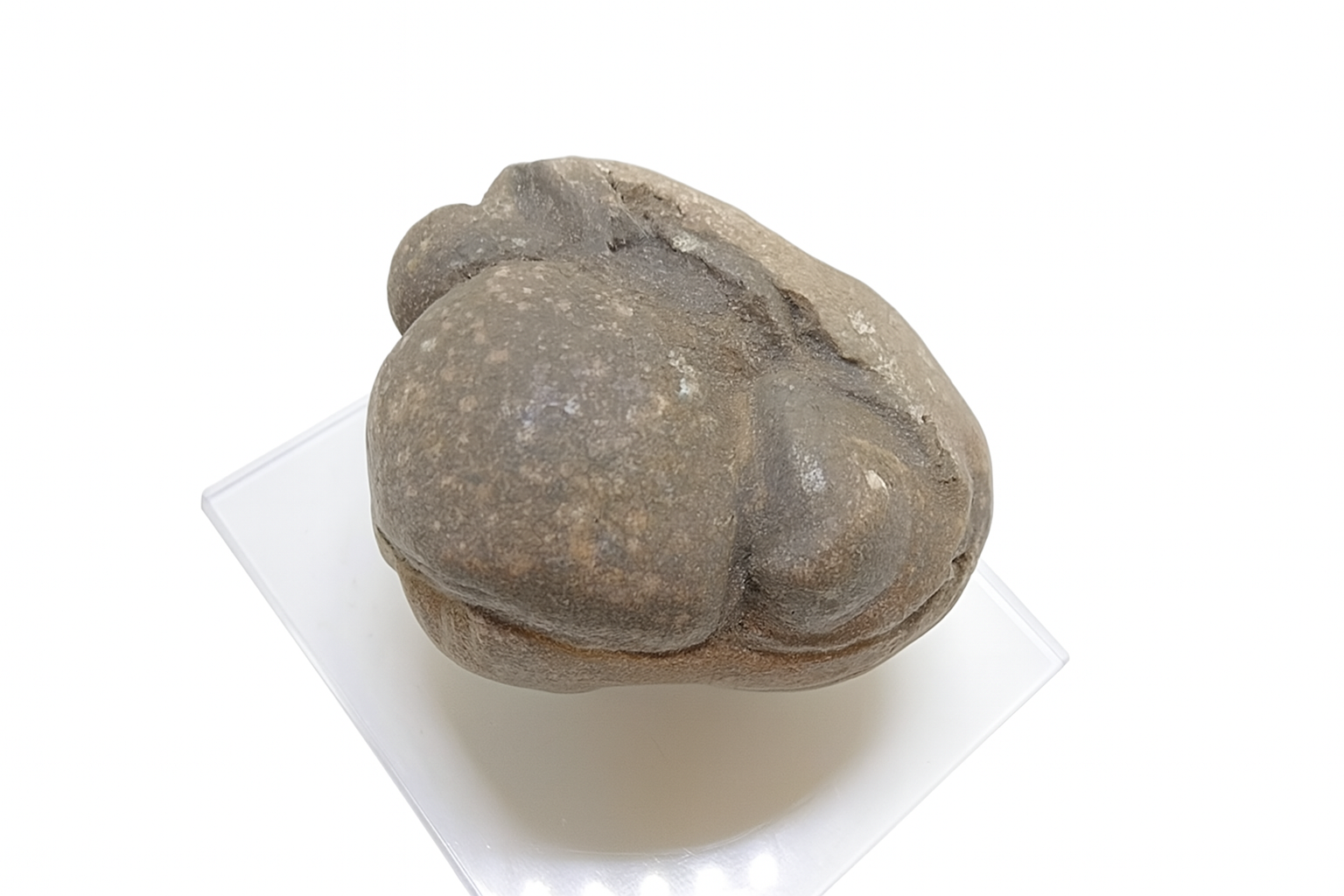 Eldredgeia venusta.