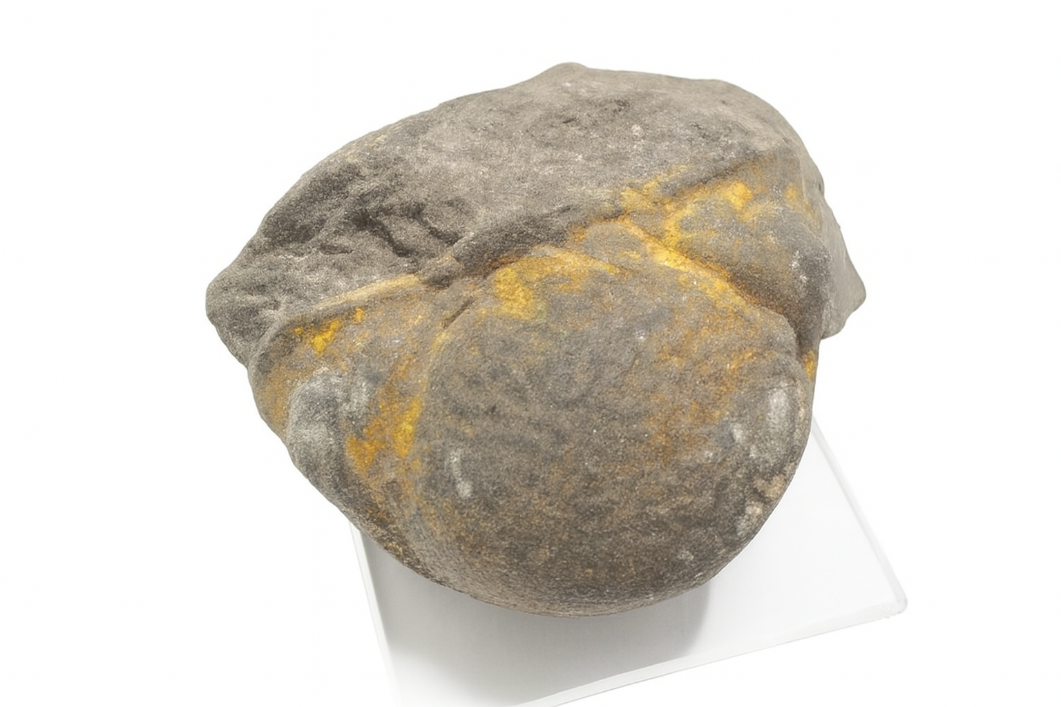 Eldredgeia venusta.