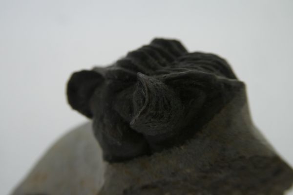 Coltraenia oufatensis.