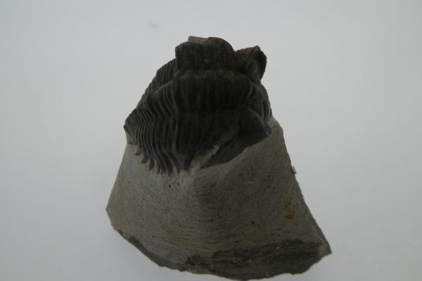 Coltraenia oufatensis.