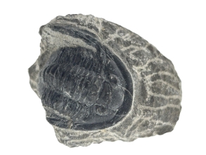 Cornoproetus.