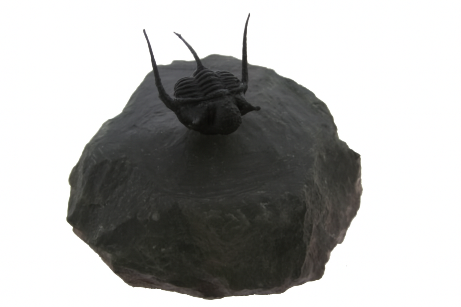 Cyphaspis.