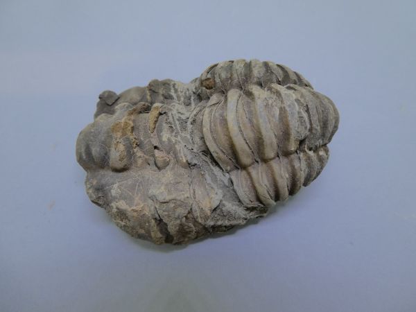 Diacalymene ouzregi.