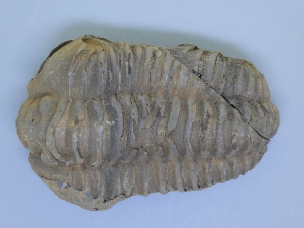 Diacalymene ouzregi.