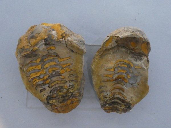 Diacalymene ouzregi.