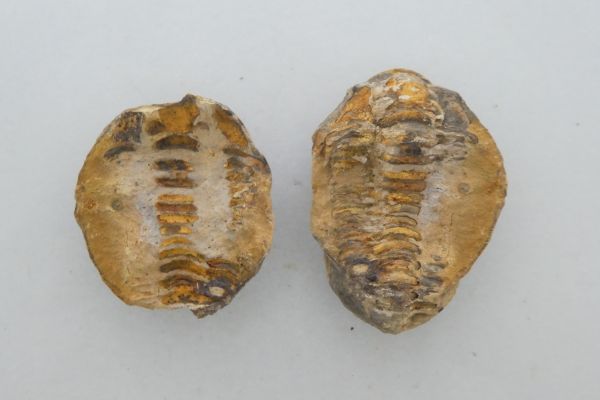 Diacalymene ouzregi.