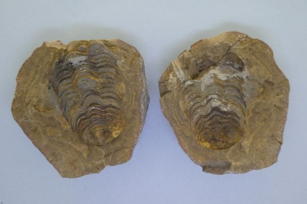 Diacalymene ouzregi.