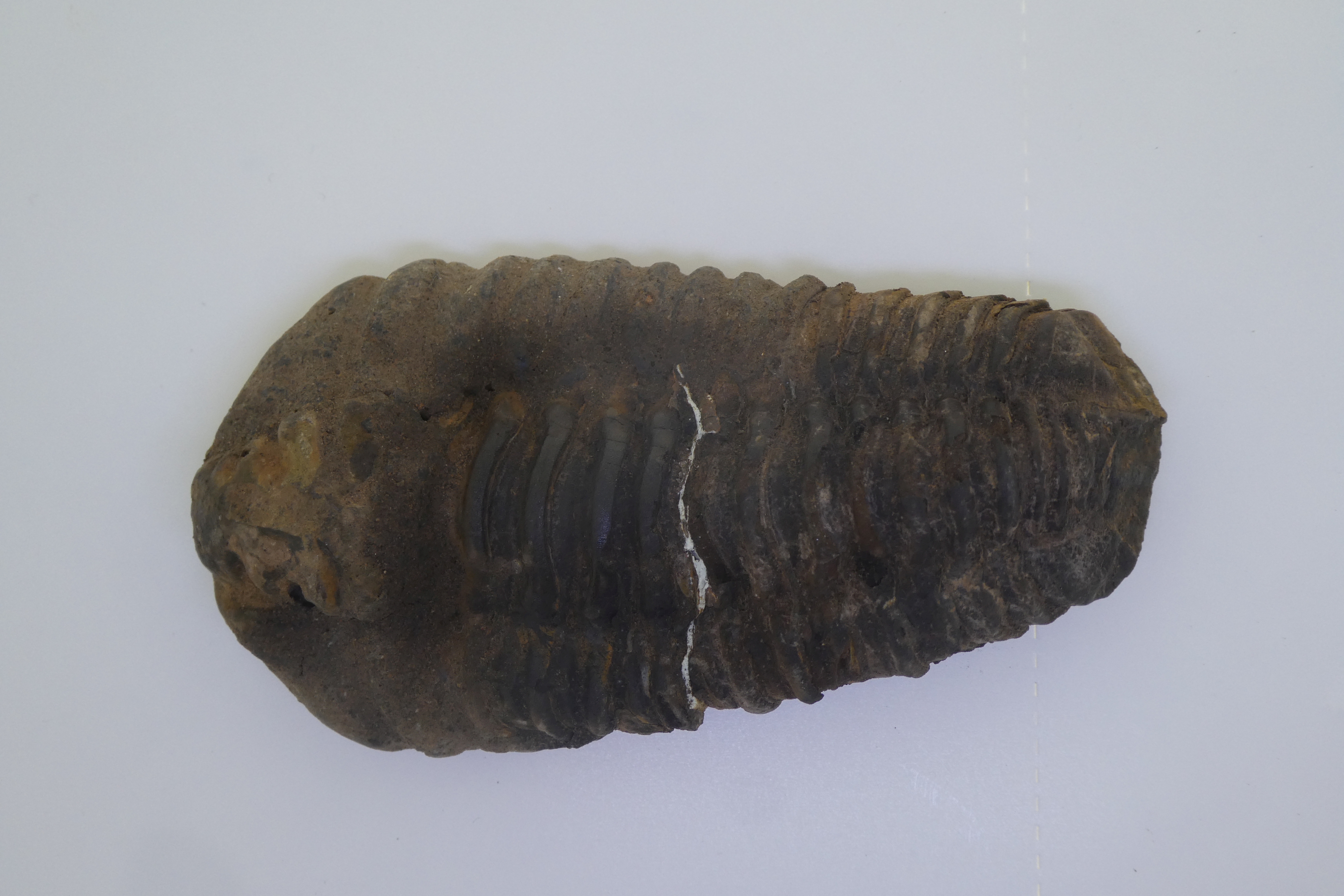 Diacalymene ouzregi.