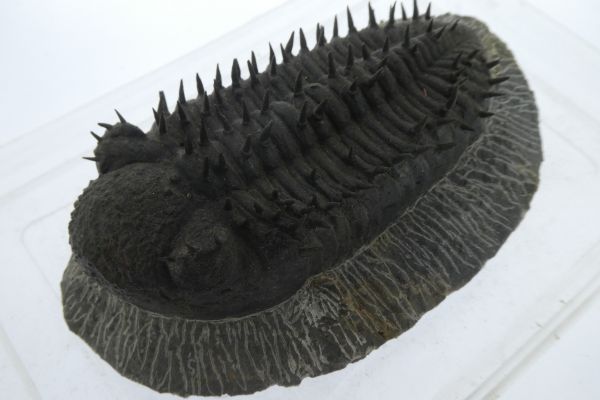 Drotops meglamanicus.