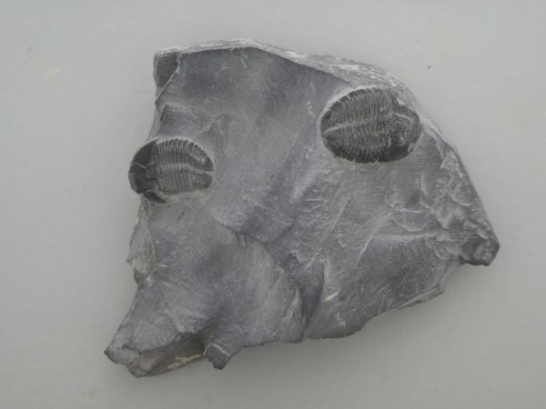 Elrathia kingii on matrix.