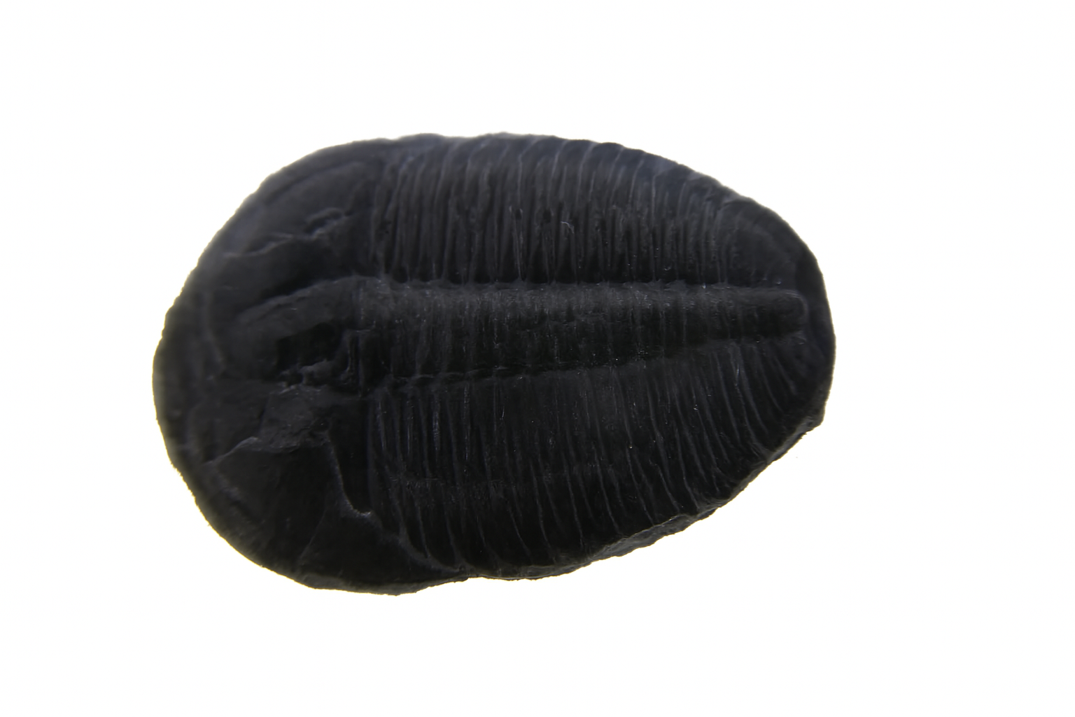 Elrathia kingii.