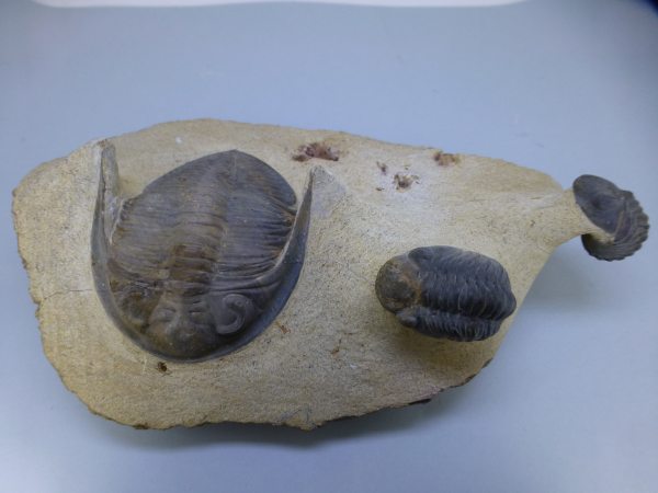 Multiple mixed trilobites.