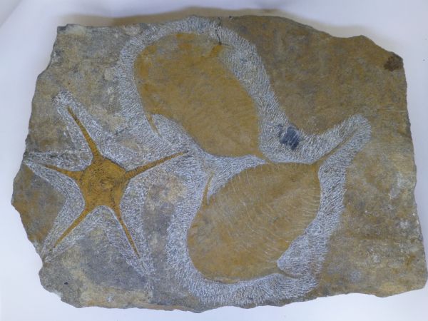 Dalmanites and Ophiura starfish.