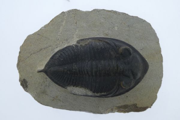 Odontochile hausmanni.