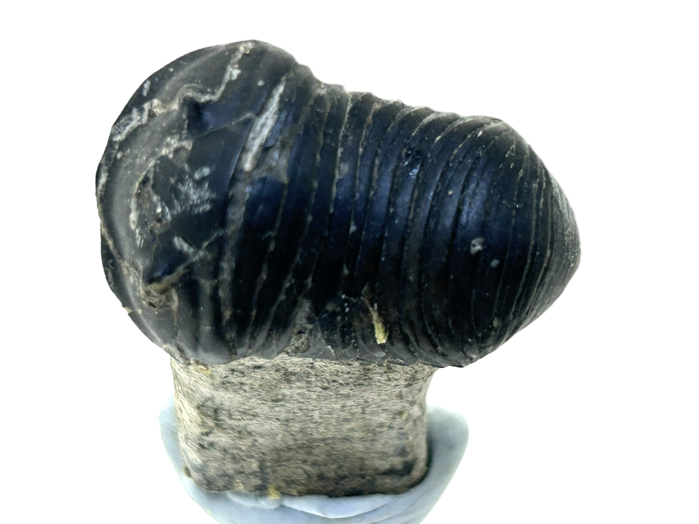Parahomalonatus.