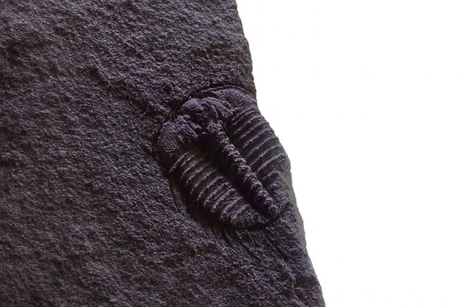 Sinespinaspis
