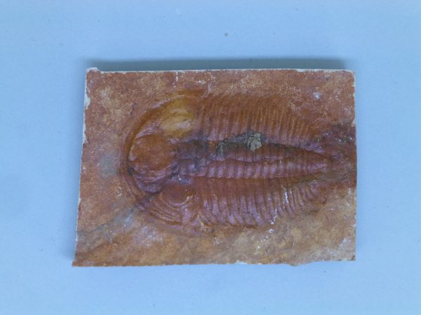 Xystridura