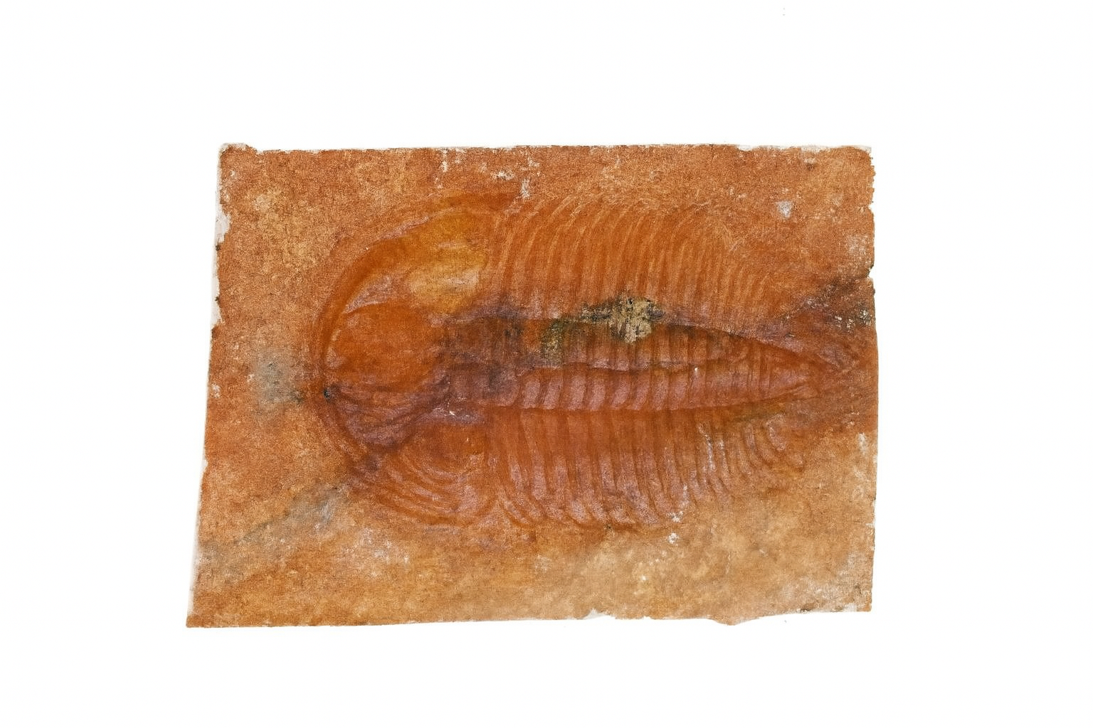Xystridura