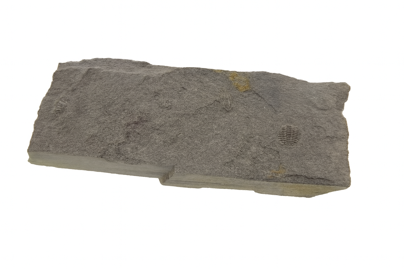 Odontopleura markhami.