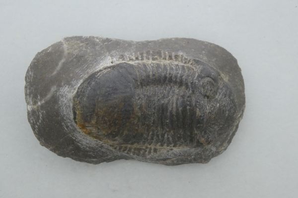 Paralejurus dormitzeri.