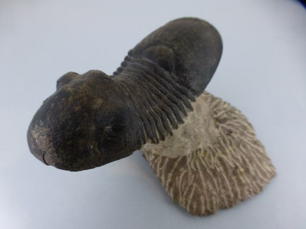 Paralejurus dormitzeri.