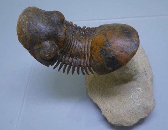 Paralejurus dormitzeri.