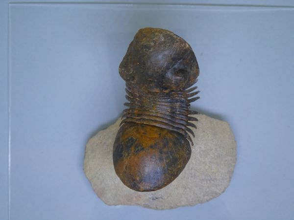 Paralejurus dormitzeri.