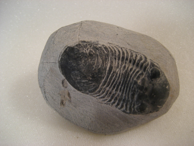 Paralejurus dormitzeri.