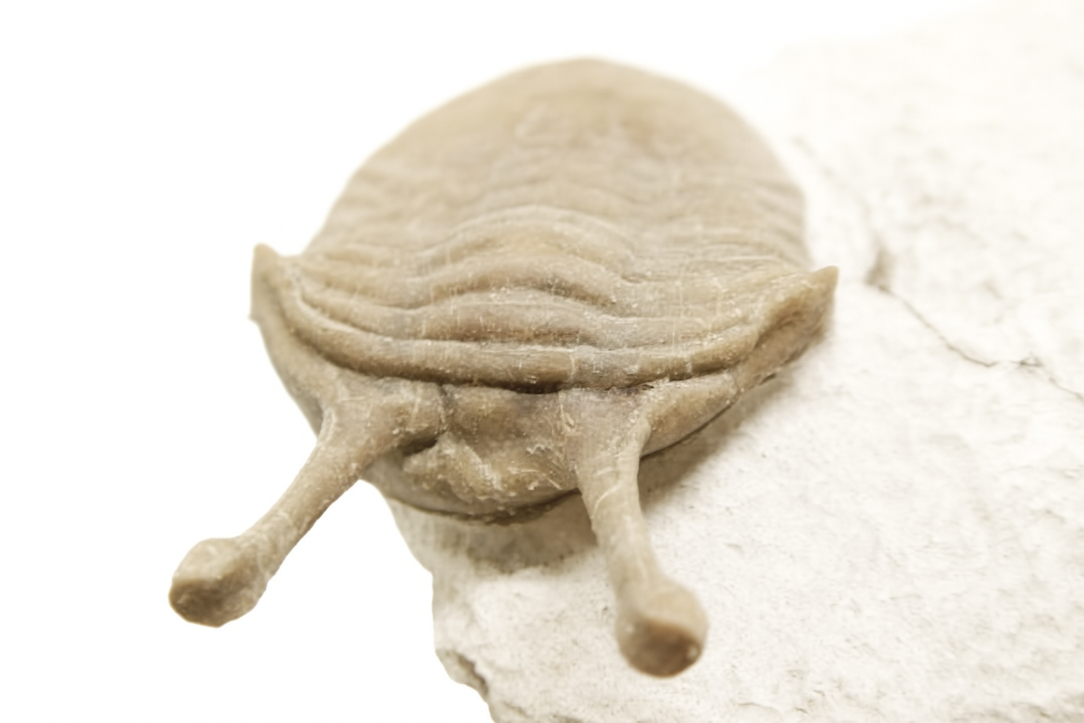 Asaphus Kowalewski.