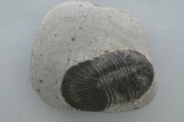 Scabriscutellum furciferum.