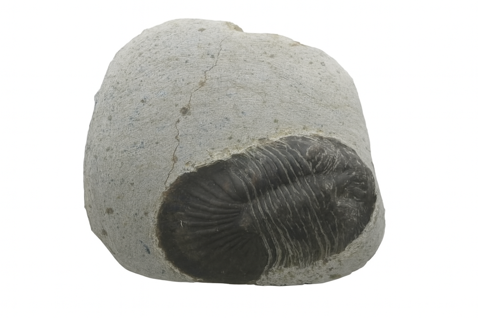 Scabriscutellum furciferum.