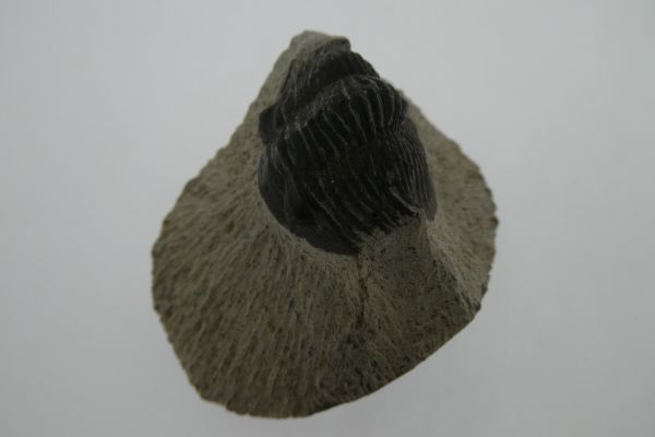 Scabriscutellum furciferum.