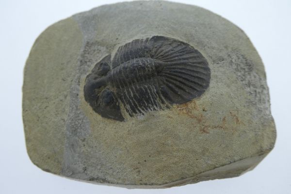 Scabriscutellum furciferum.